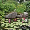 Pond Kits