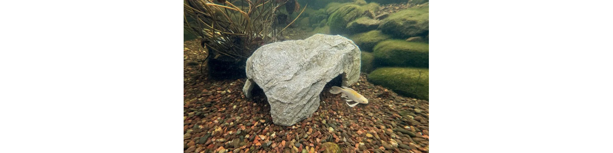 Plant and Fish Care